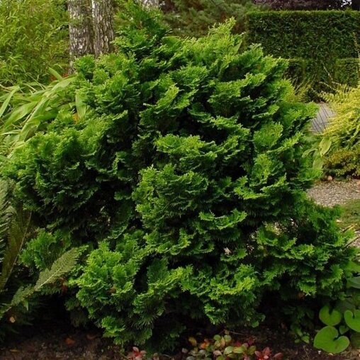 Chamaecyparis obtusa 'Nana Gracilis'
